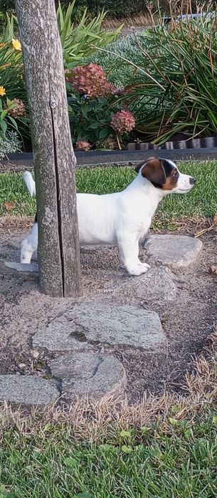 Jack Russell Terrier - piękny piesek