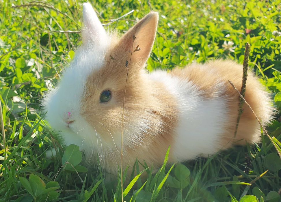 Króliki,  kroliczki , królik,  miniaturowe,  miniaturki