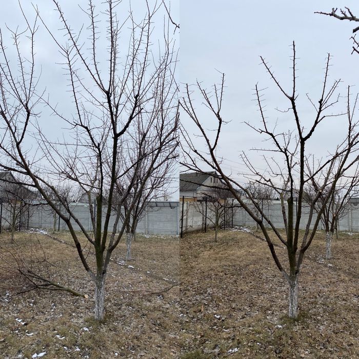 Обрезка фруктовых деревьев.Формировка.Спил деревьев,Распил на дрова ...