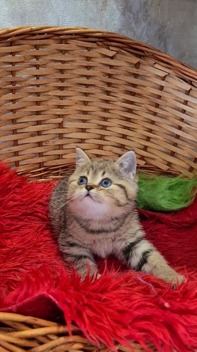 Идеален для деток мальчик