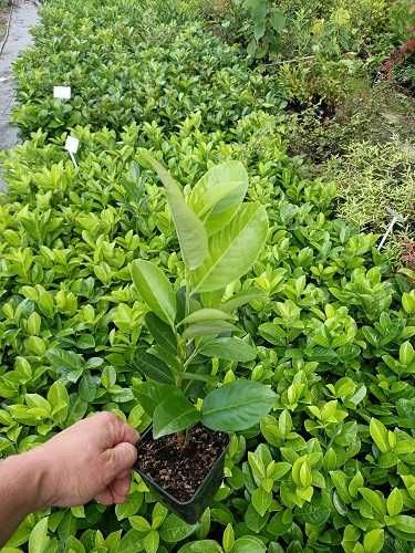 P9 Laurowiśnia wschodnia novita hurt detal prunuslaurocerasus 10-30 cm