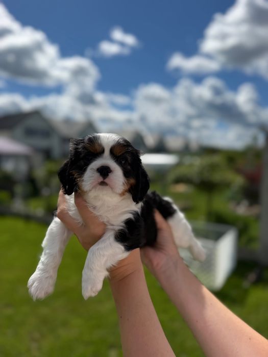 Cavalier King Charles Spaniel
