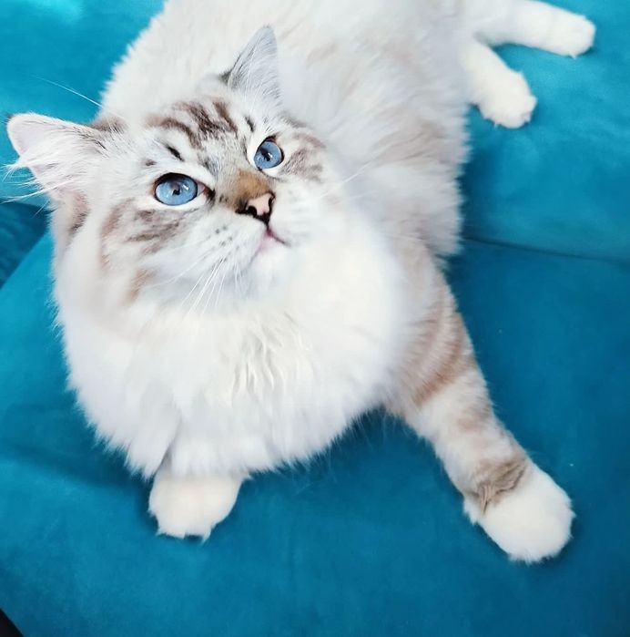 Koteczka ragdoll blue colourpoint