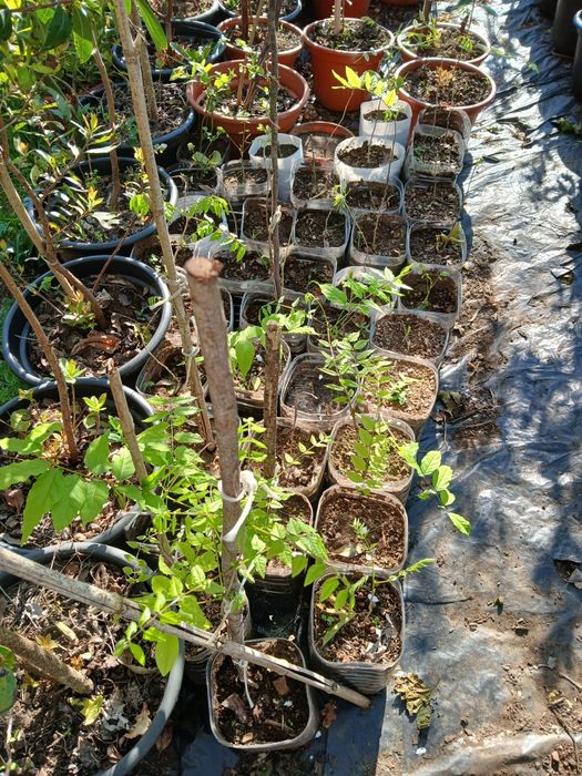 Glicínias, liláses (Wisteria)
