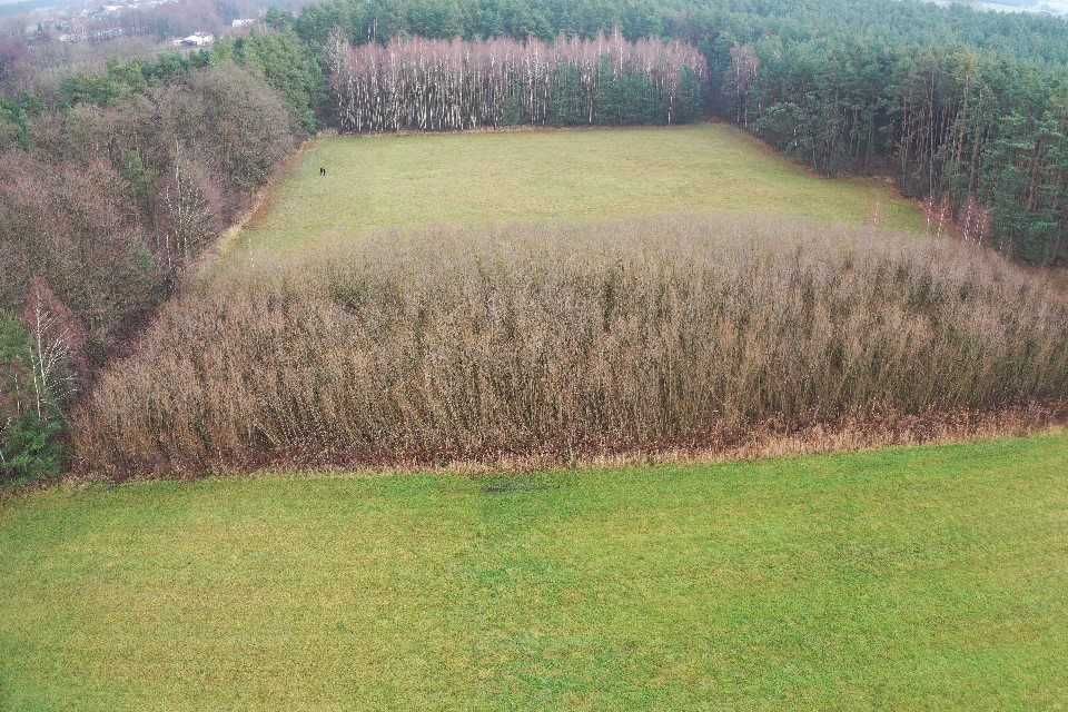 Wierzba energetyczna 10 letnia 0,5 ha