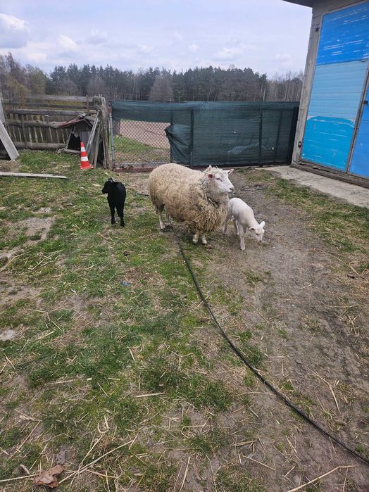 Owce, owieczki Sprzedam,