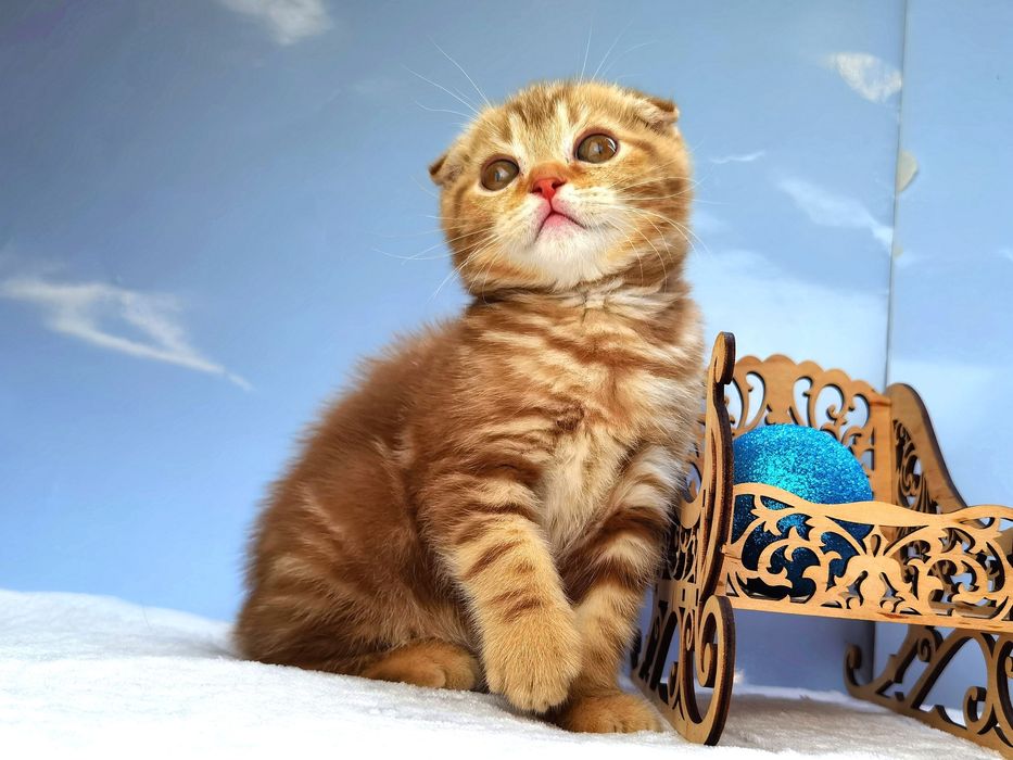 Вислоухий котик в новом окрасе циннамоновый мрамор. Документы