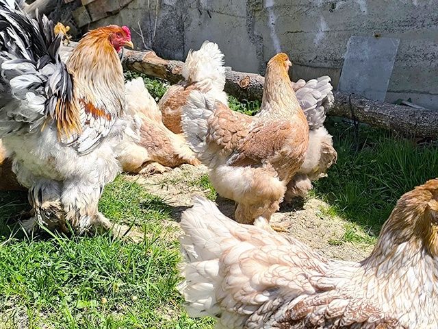 Яйце для інкубації, курчата, Брама блакитне золото, срібло.