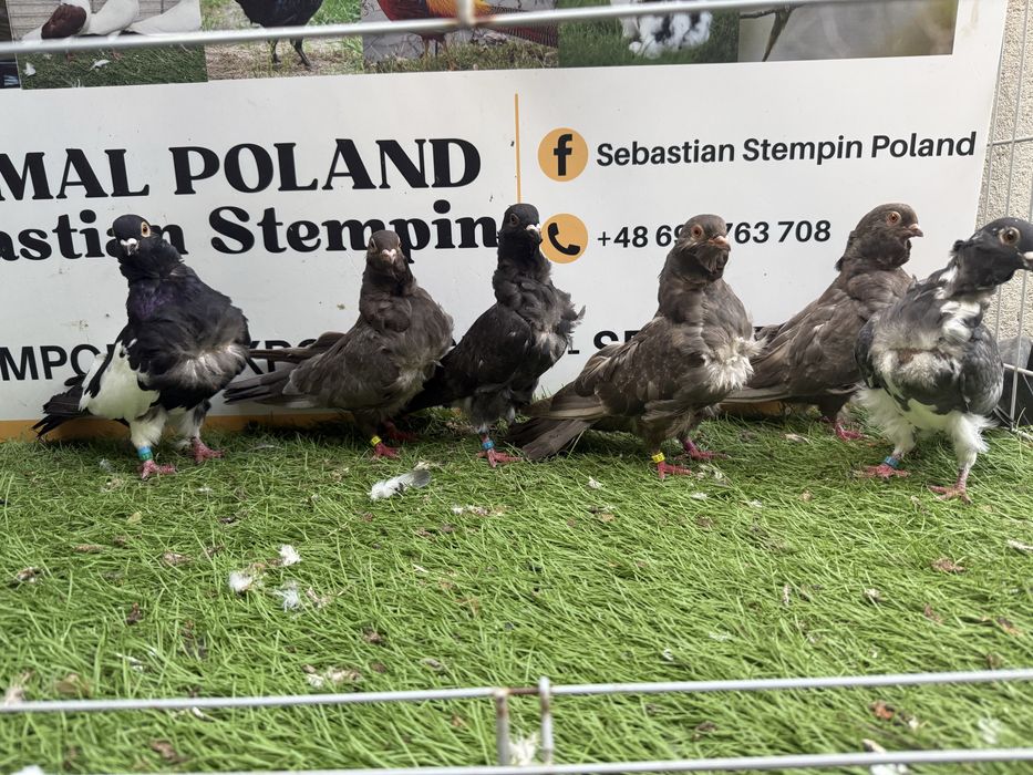 Gołębie. Mewki chińskie. Mewka.  Możliwy transport