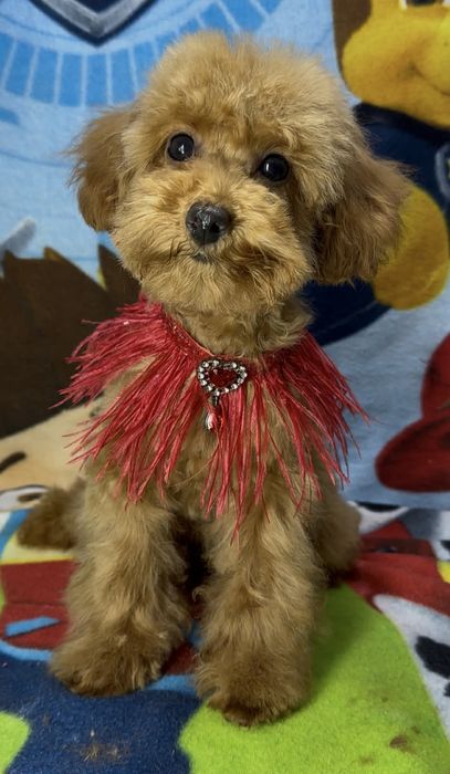 Девочка пудель ждёт маму