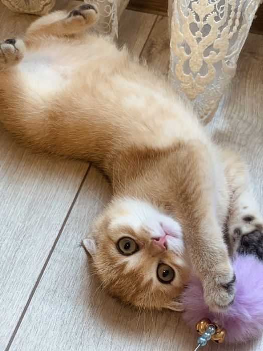 Таткова донечка. Золота красунечка