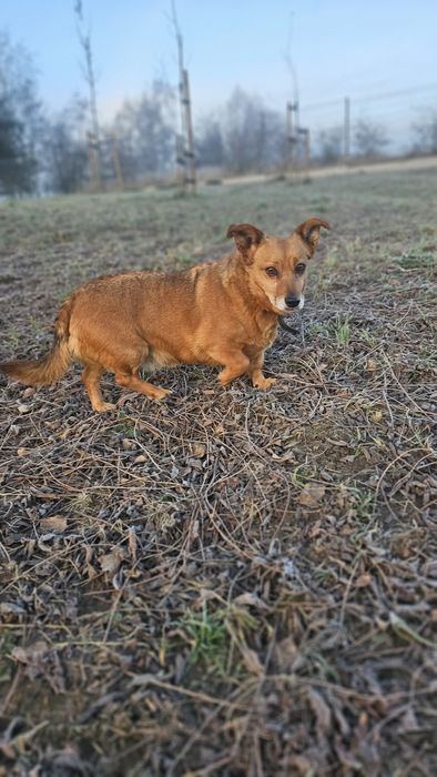 Beza w typie jamniczka szuka domu