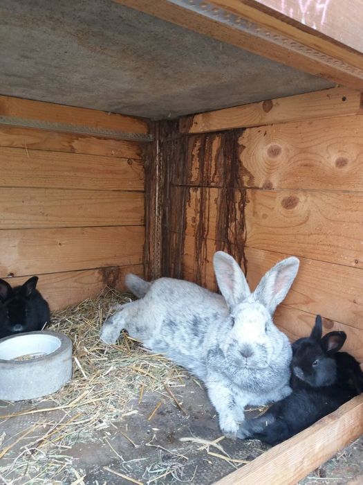 Продаються кролі