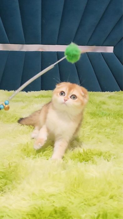 Хлопчик щолота шиншила ny12