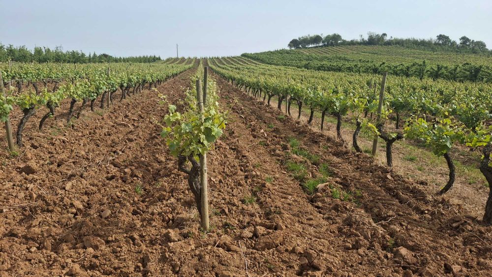 Vendo Terreno Agricola já com vinha no Cadaval