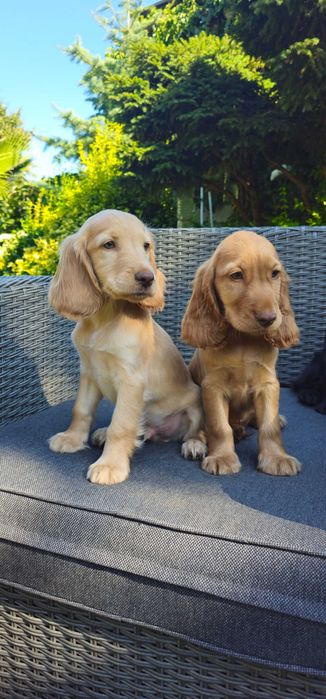 Cocker Spaniel angielski z rodowodem