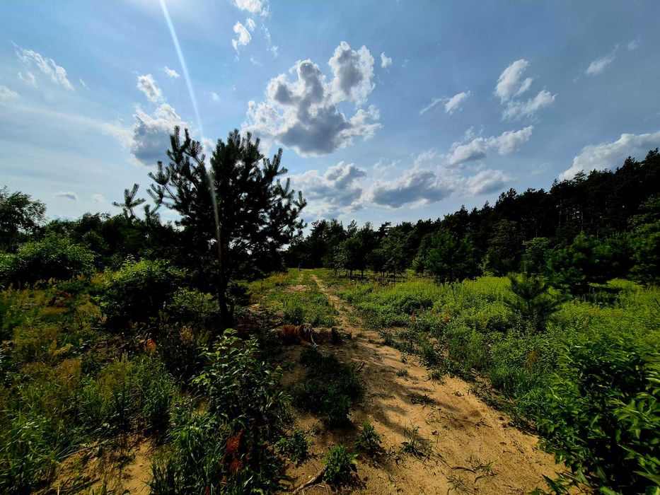 Działka - spokój, las, asfalt. Aleksandrów Ł., budowlana