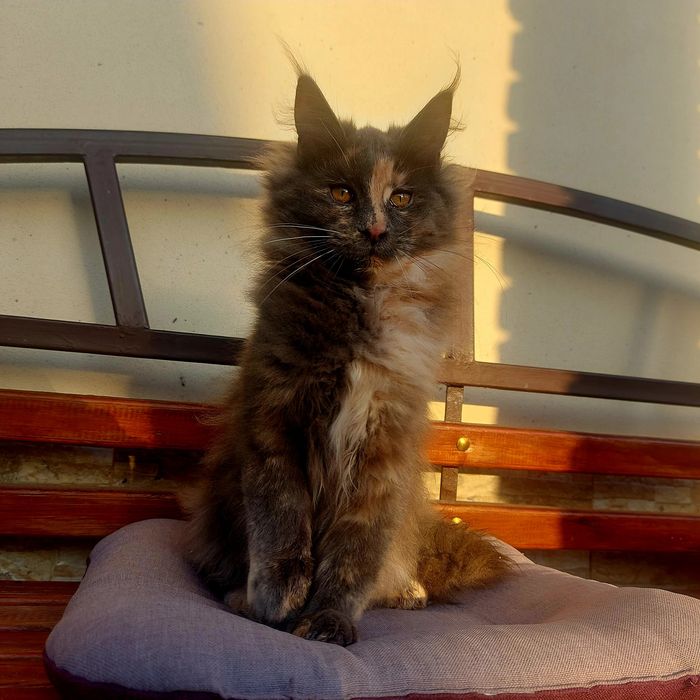 Велетні Мейн-кун