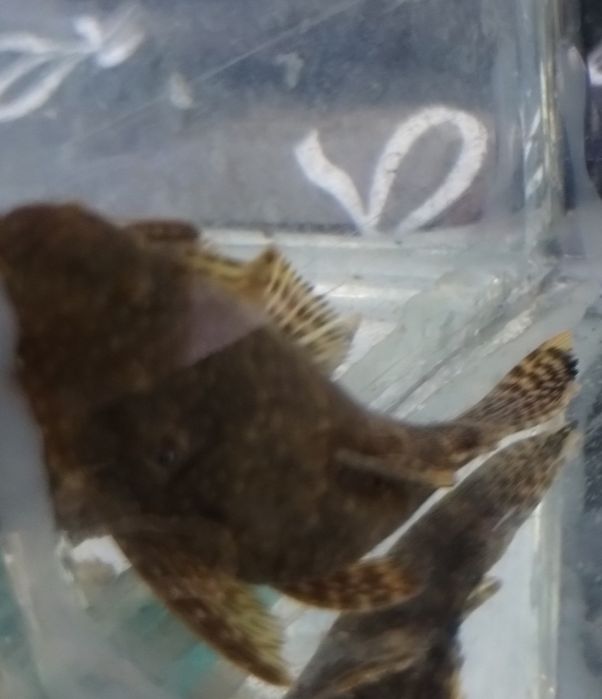 Samica glonojada