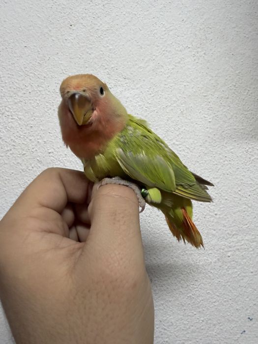 Agaporni criado a mao