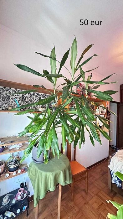 Plantas (1 Dracaena grande, 1 Dracaena pequena, 1 ZZ)