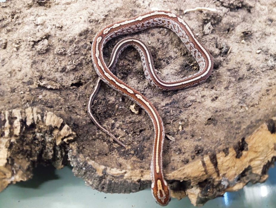 Wąż zbożowy tessera