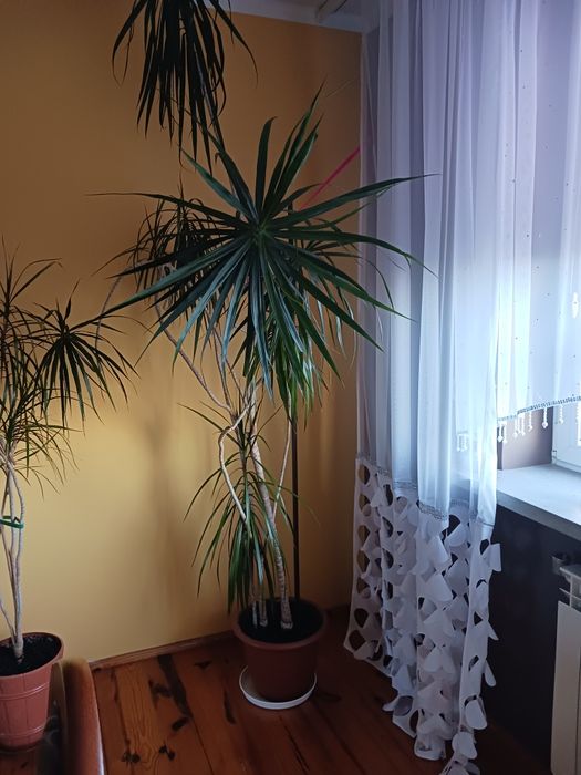 Sprzedam dwie duże juki