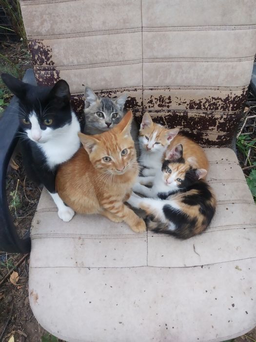 Котята. Кошечки. Котики. Бесплатно.