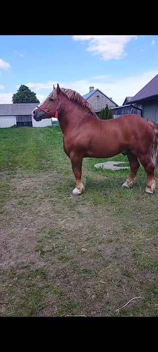 Klacz zimnokrwista źrebna  konie