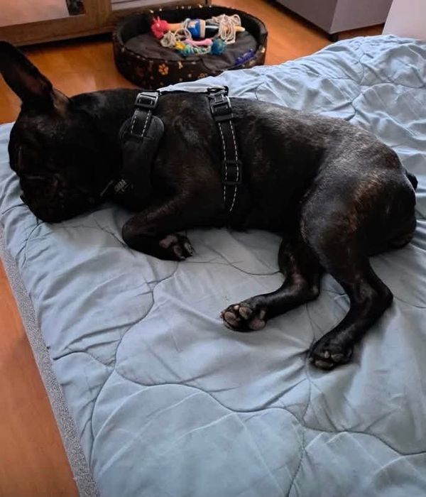 Tosia, 1,5-roczny buldog francuski, suczka