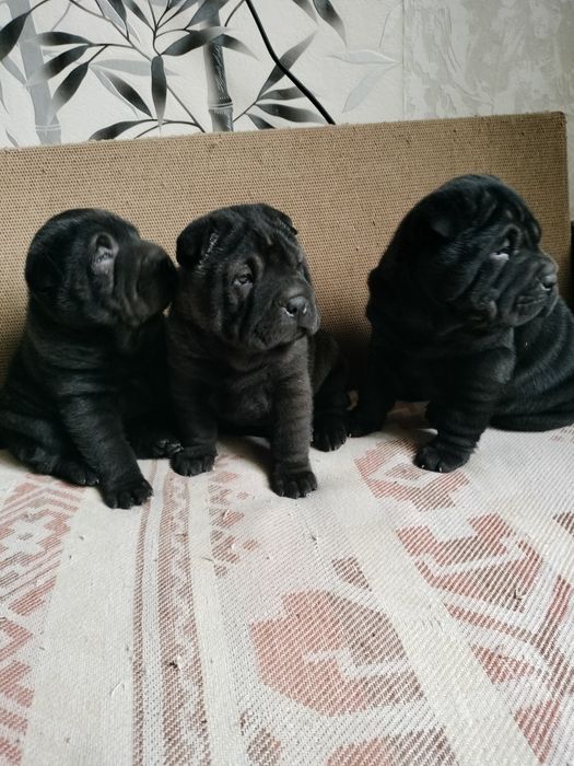 Шарпей, цуценята дівчинки.