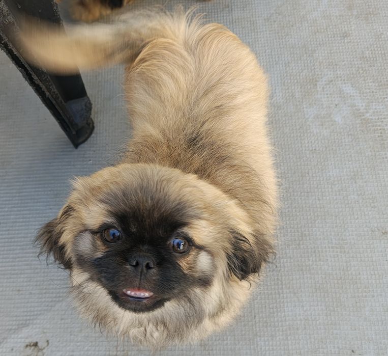 Pequines / Pequinois macho puro