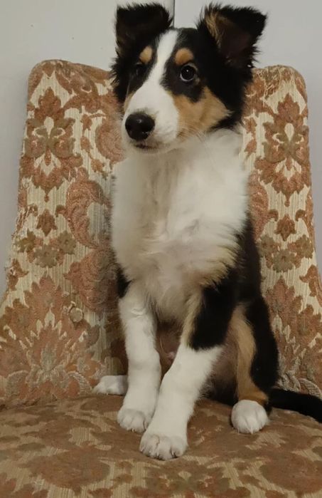 Owczarek szkocki collie tricolor