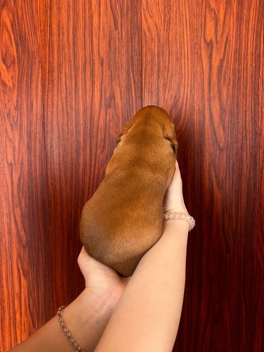 Продаються цуценята такси 
У наявн