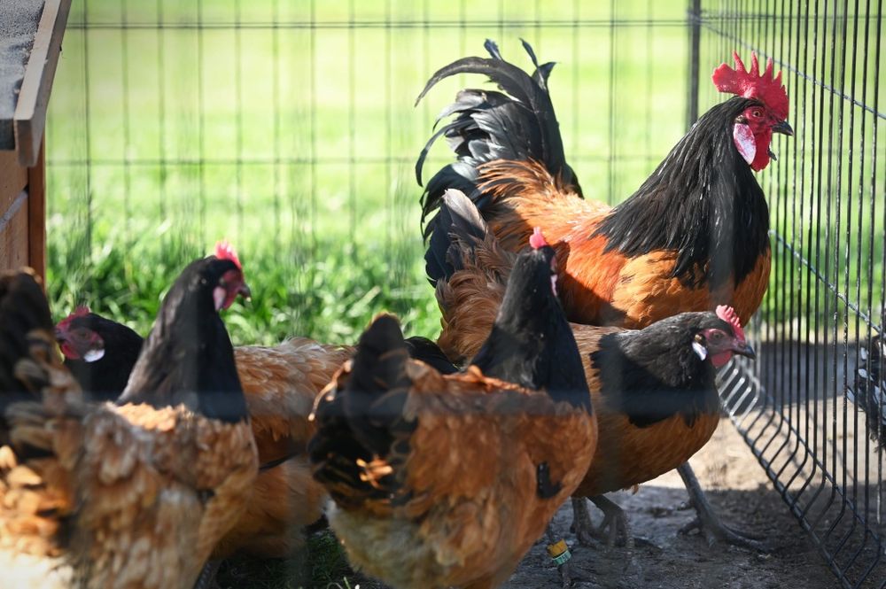 Jaja legowe amrock australop minor vorverk lakenfelder marans