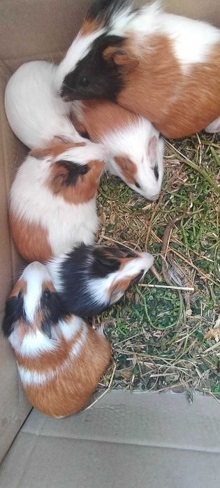 Продам молоді морські свинки