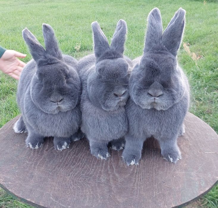 Wiedeński Niebieski WN Samiec 95.5 pkt