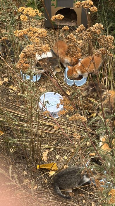Віддам в добрі руки кошенята