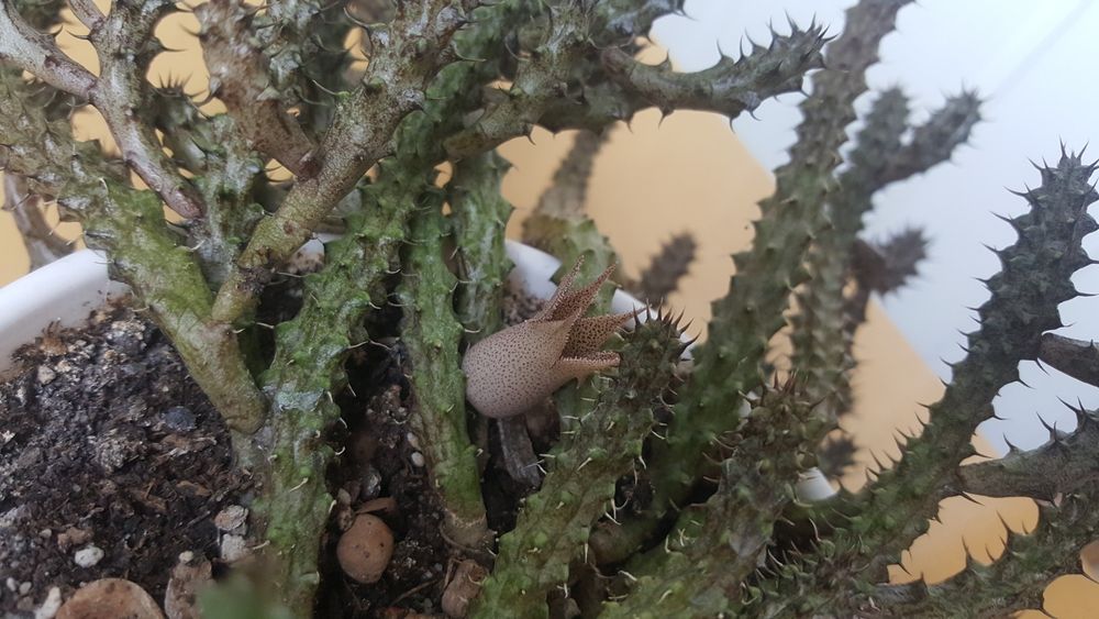 Стапеліантус Stepelianthus сукулент