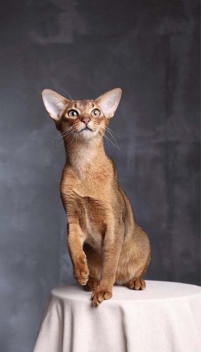 Буня, абиссинский котик, 1,5 года.