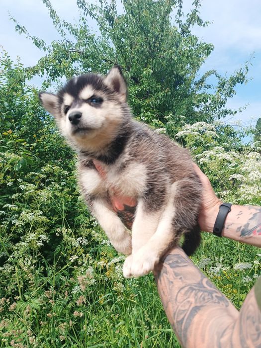 Сибірський хаскі