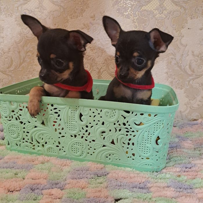 Мини девчонки чихуахуа