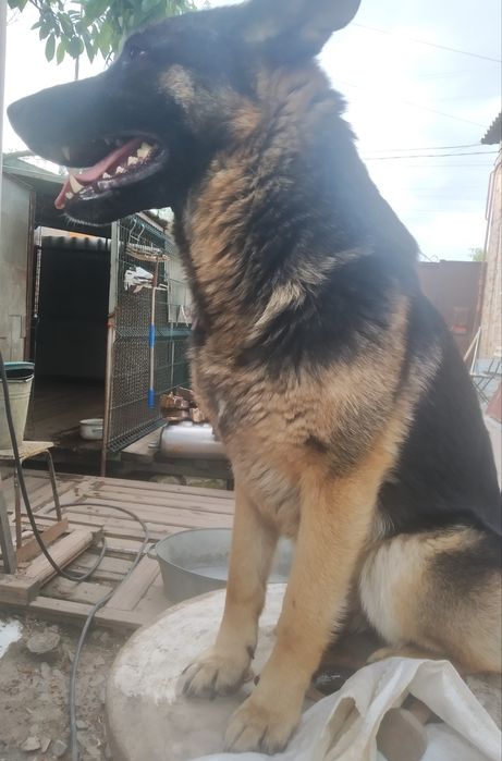 Шикарнейшая по типу!100% German shepherd