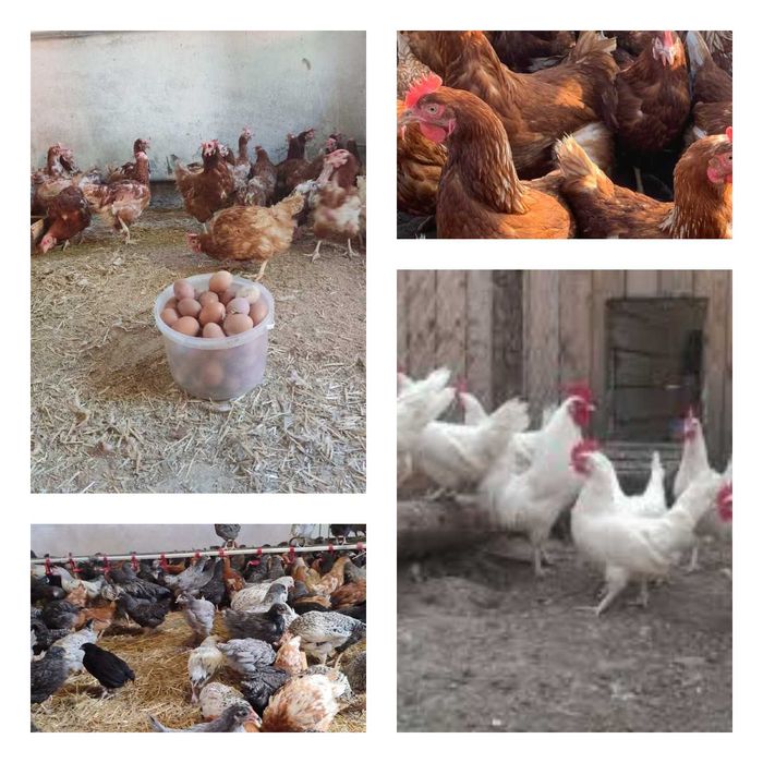 Продам кури несушки! Доставка безкоштовна. Валки!