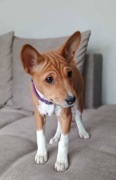 Szczeniak Basenji na sprzedaż. Wyjątkowa rasa dla wyjątkowych ludzi