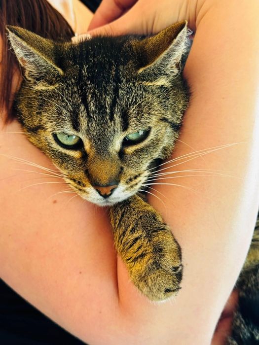 Kotek szuka fajnej chałupki