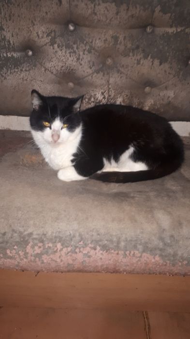 Кiт Василь вiк 1 рiк. Кастрований. Чорно-бiлого окрасу.