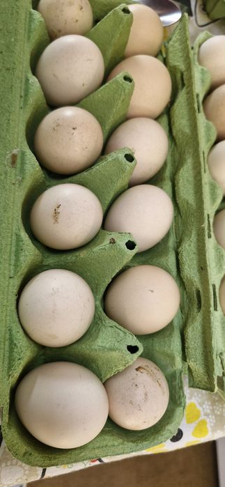 Ovos Gourmet de galinhas criadas ao ar livre Biológicas