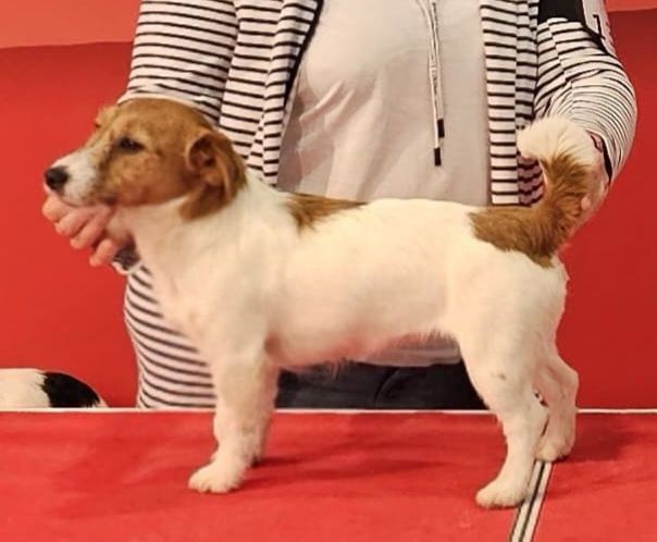 Jack Russell Terrier- suczka ZKwP FCI