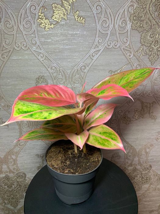 Аглаонема Salmon Fantasy